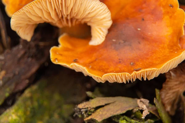Flammulina velutipes in a forest on a stump grows in winter in Ukraine, macro photo — 스톡 사진