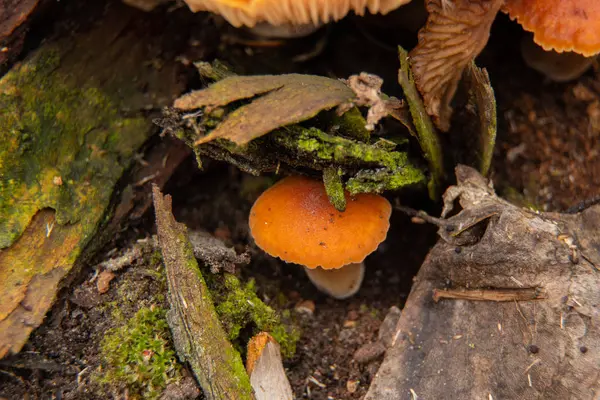 Flammulina velutipes em uma floresta em um toco cresce no inverno na Ucrânia, foto macro — Fotografia de Stock