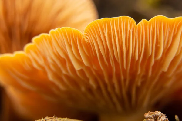Flammulina velutipes in a forest on a stump grows in winter in Ukraine, macro photo — Stock Photo, Image