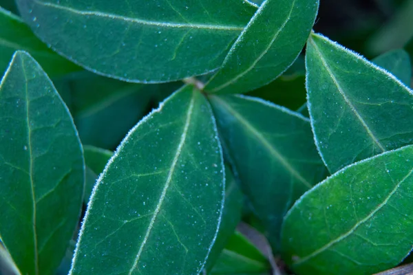 Πράσινα φύλλα στον πάγο το πρωί το χειμώνα, μακροεντολή πλάνο — Φωτογραφία Αρχείου