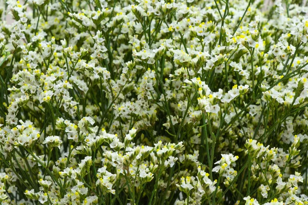 Limonium blooming bouquet white small flowers — 스톡 사진