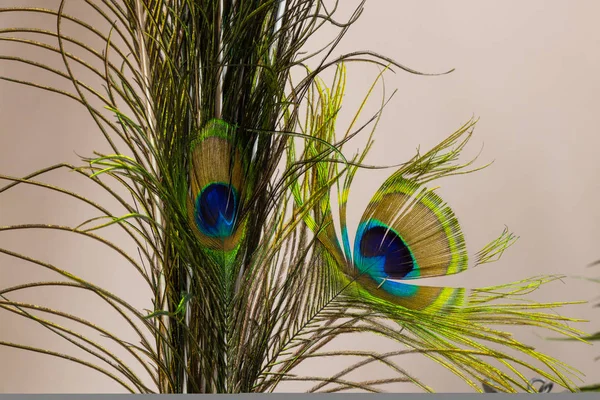 Penas de pavão decorativas close-up como uma decoração — Fotografia de Stock