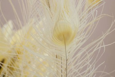 Dekor olarak beyaz tavus kuşu kuyruğu tüyleri