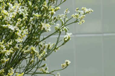 limonyum açan buket beyaz küçük çiçekler