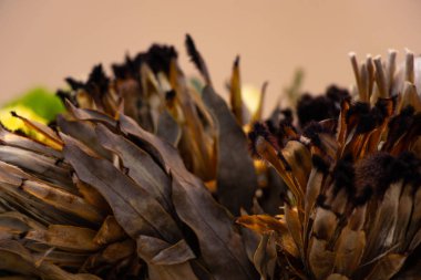 Kuru protea demetleri yakın plan