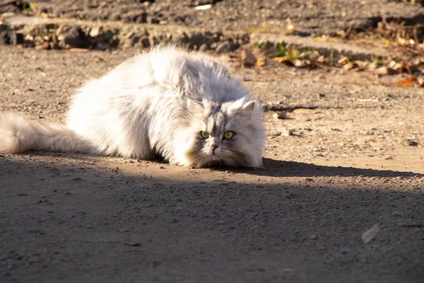 纯正的灰猫坐在大街上的阳光下 — 图库照片