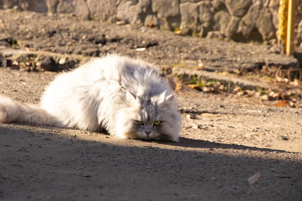 Čistokrevná šedá kočka sedí na slunci na ulici — Stock fotografie