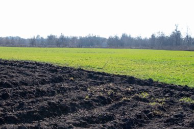 Güneşli bir günde Ukrayna 'da ekinler filizlenir.