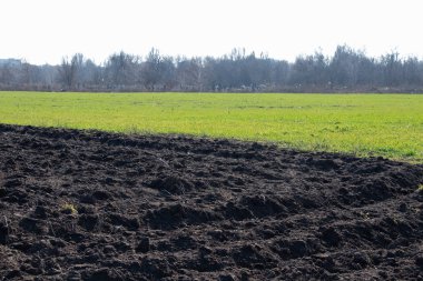 Güneşli bir günde Ukrayna 'da ekinler filizlenir.