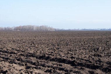 Güneşli bir günde Ukrayna 'da ekinler filizlenir.