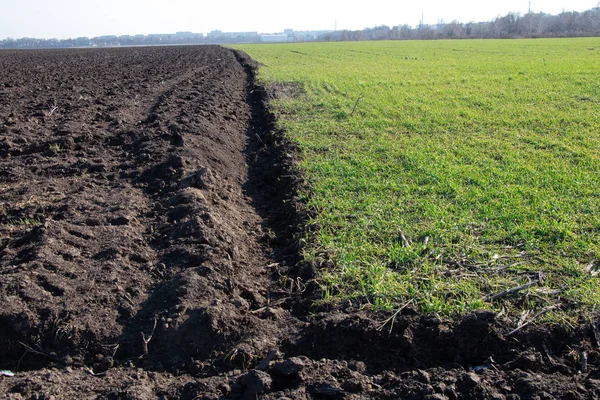Los cultivos brotan en el campo en Ucrania en un día soleado — Foto de Stock
