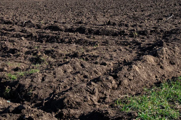 Los cultivos brotan en el campo en Ucrania en un día soleado — Foto de Stock