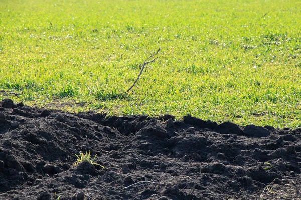 Los cultivos brotan en el campo en Ucrania en un día soleado — Foto de Stock