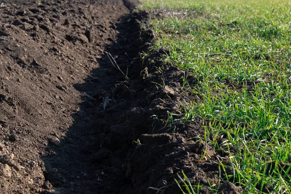 Los cultivos brotan en el campo en Ucrania en un día soleado —  Fotos de Stock