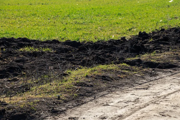 Los cultivos brotan en el campo en Ucrania en un día soleado — Foto de Stock
