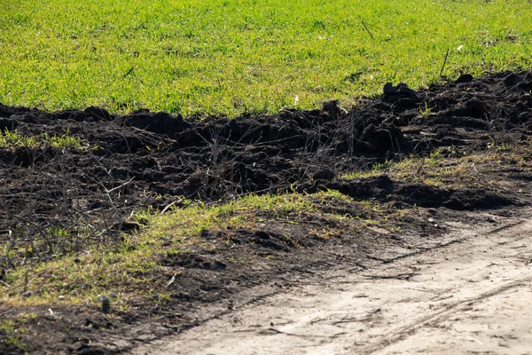 Los cultivos brotan en el campo en Ucrania en un día soleado — Foto de Stock