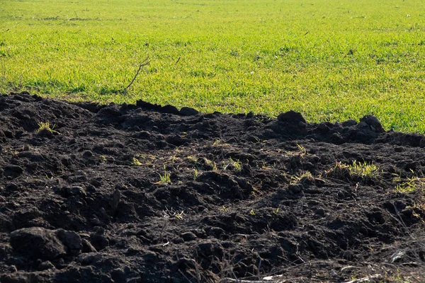 Los cultivos brotan en el campo en Ucrania en un día soleado — Foto de Stock