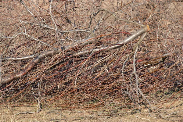 Banda malých řezaných větví — Stock fotografie