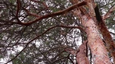 Ukrayna 'da ormanda kozalaklı ağaçlar sabah parkında