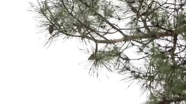 Naaldbomen Het Bos Oekraïne Winter Ochtend Park — Stockvideo