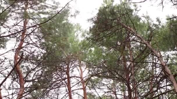 Tűlevelűek Erdőben Ukrajnában Télen Reggeli Parkban — Stock videók