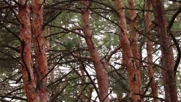 Naaldbomen Het Bos Oekraïne Winter Ochtend Park — Stockvideo