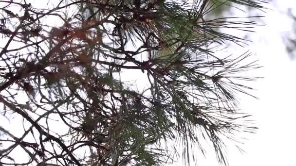 Conifères Dans Forêt Ukraine Hiver Dans Parc Matin — Video