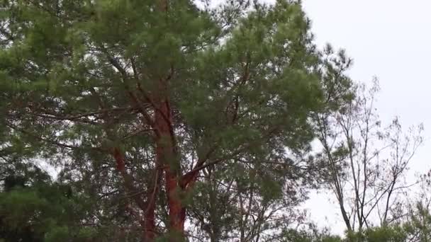 conifères dans la forêt en Ukraine en hiver dans le parc du matin 