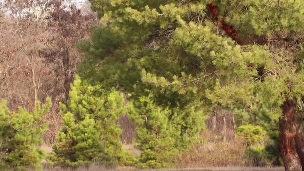 Conifères Dans Forêt Ukraine Hiver Dans Parc Matin — Video