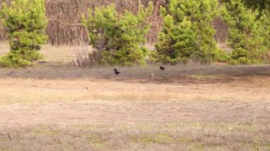 Kargalar sonbahar öğleden sonrasında kozalaklı bir ormanın altında yiyecek arıyorlar.