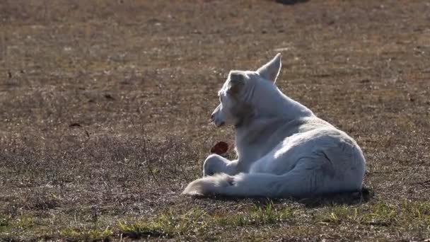 Λευκό Σκυλί Βρίσκεται Στο Γρασίδι Στον Ήλιο — Αρχείο Βίντεο