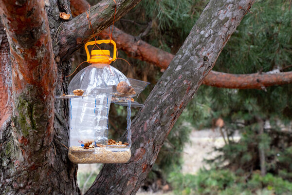 Homemade manger hanging on a Christmas tree with grain and nuts in the forest during the day