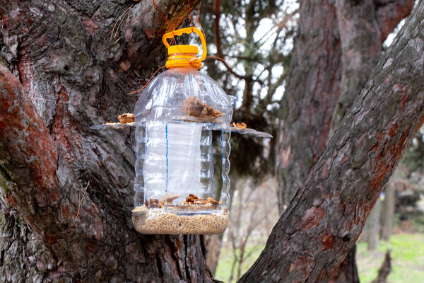 Homemade manger hanging on a Christmas tree with grain and nuts in the forest during the day