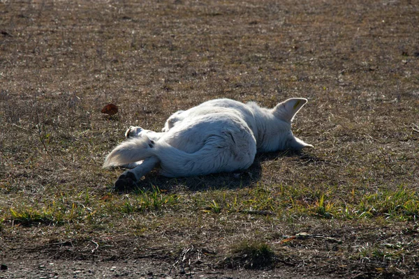 Белая собака лежит на траве под осенним солнцем — стоковое фото