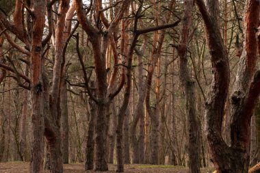 Ukrayna 'da sıcak bir kış gününde kozalaklı orman