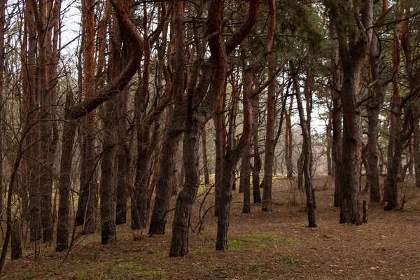 Хвойные леса в теплый зимний день в Украине — стоковое фото