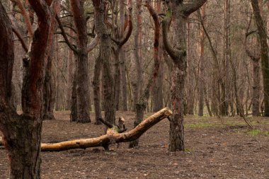 Ukrayna 'da sıcak bir kış gününde kozalaklı orman