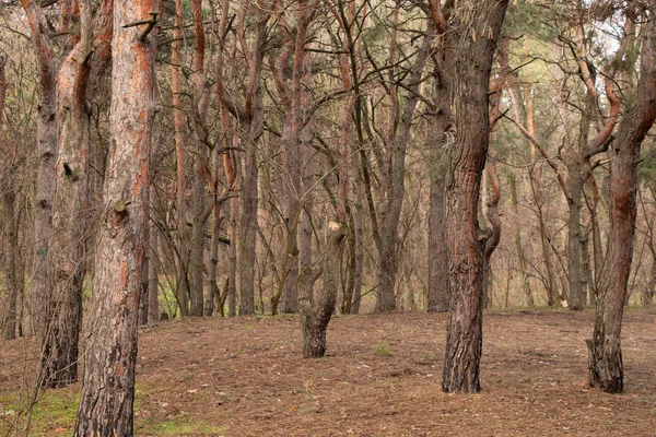 Bosque de coníferas en un cálido día de invierno en Ucrania — Foto de Stock