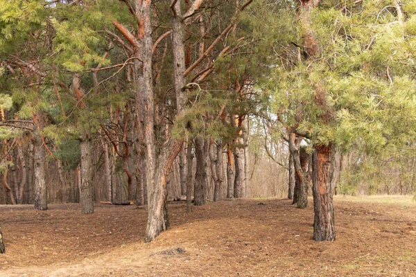 Bosque de coníferas en un cálido día de invierno en Ucrania — Foto de Stock