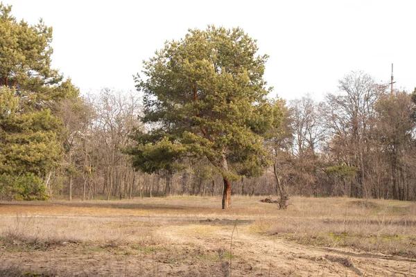 Bosque de coníferas en un cálido día de invierno en Ucrania — Foto de Stock