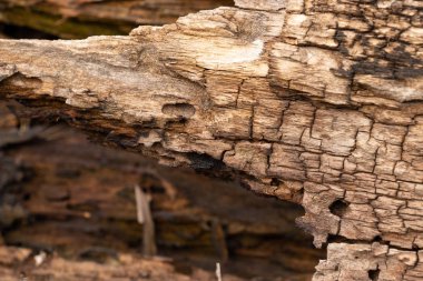 Ormandaki yaşlı bir ağacın dokusu.