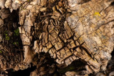 Ormandaki yaşlı bir ağacın dokusu.