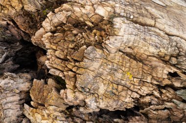 Ormandaki yaşlı bir ağacın dokusu.