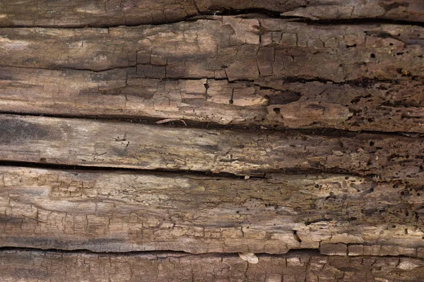 Tekstura starego drzewa w zbliżeniu lasu — Zdjęcie stockowe