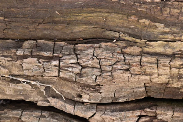Textura starého stromu v lesním detailu — Stock fotografie