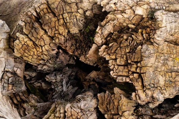 Textúra egy öreg fa egy erdőben közelkép — Stock Fotó