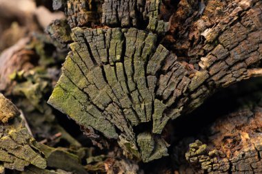 Ormandaki yaşlı bir ağacın dokusu.