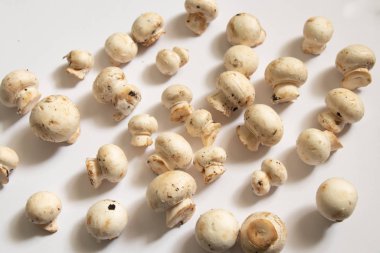 Beyaz arka planda ham şampiyonlar