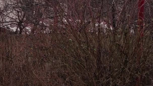Lluvia Nieve Goteando Carretera Cerca Los Arbustos Por Tarde Calle — Vídeos de Stock
