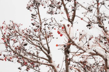 dry berries on a tree in the snow in winter